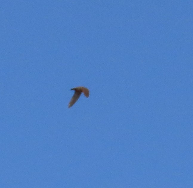Dusky Crag-Martin - ML630833154