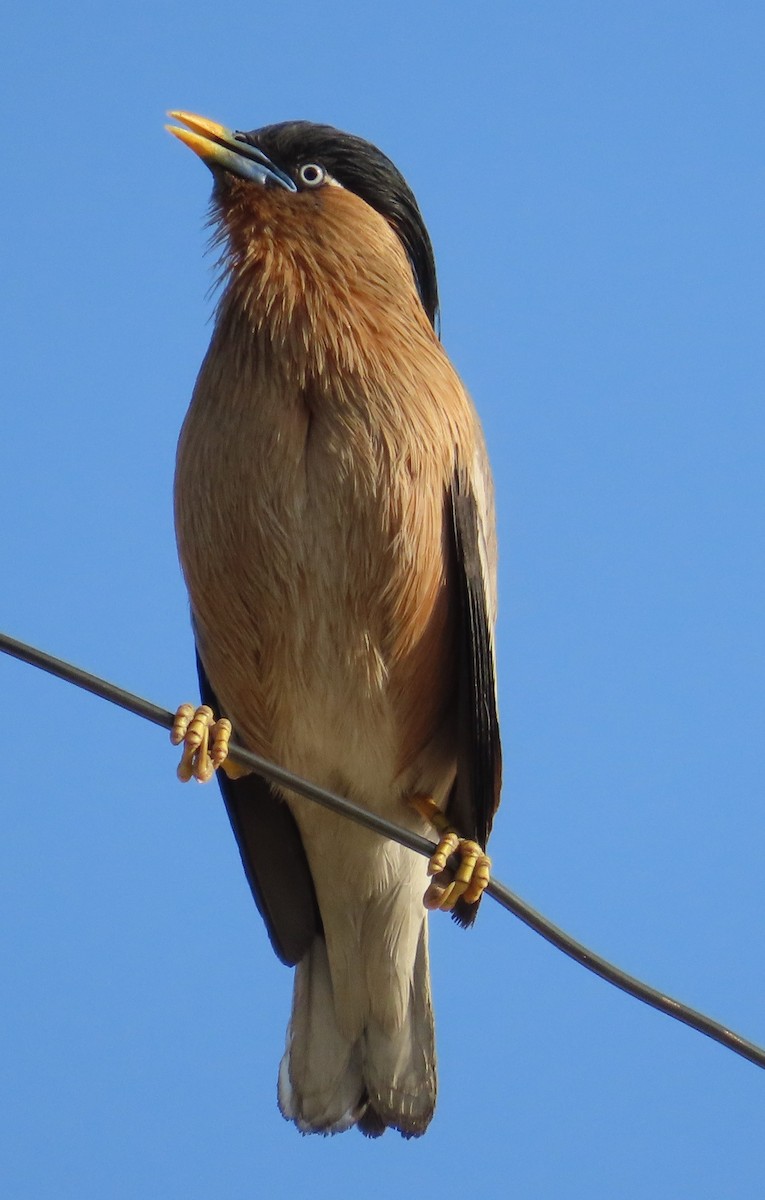 Brahminy Starling - ML630833160