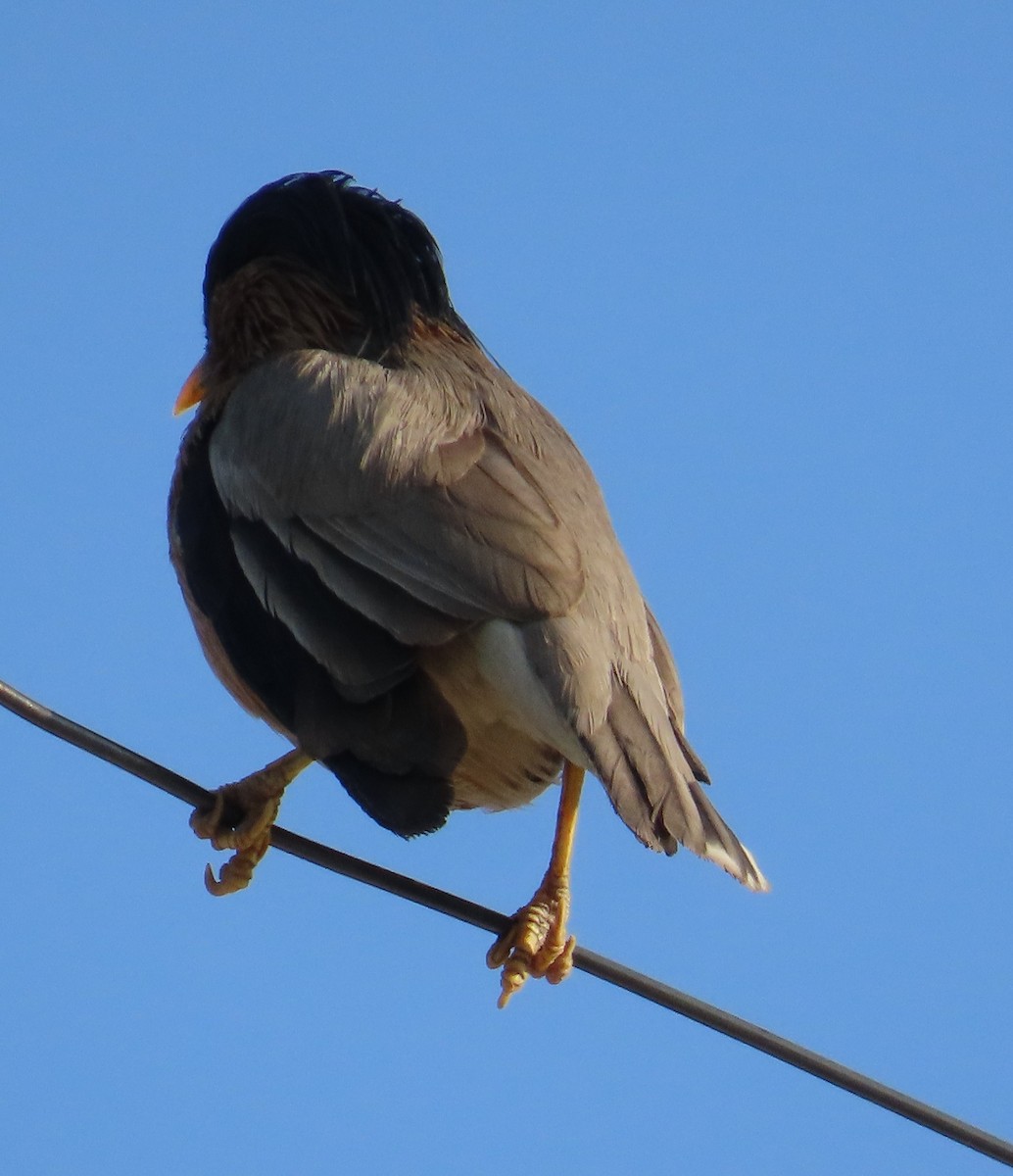 Brahminy Starling - ML630833161