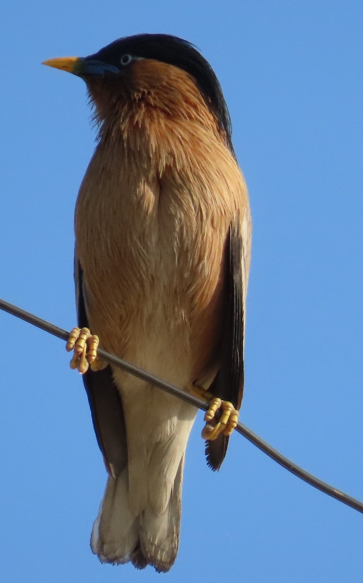 Brahminy Starling - ML630833162
