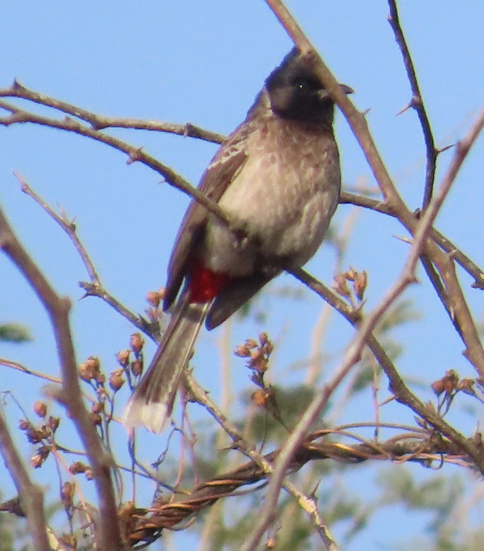 Bulbul ipurgorria - ML630833169