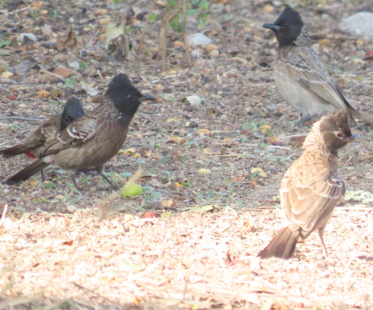 Bulbul ipurgorria - ML630833170