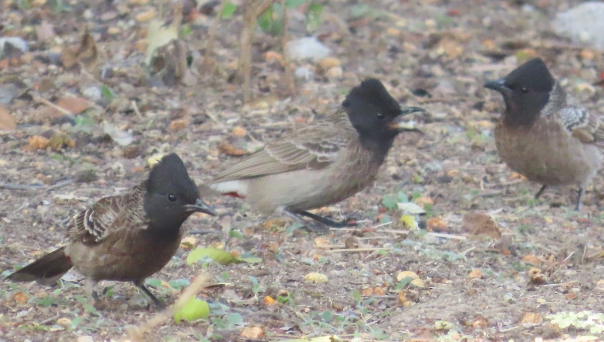 Bulbul ipurgorria - ML630833171