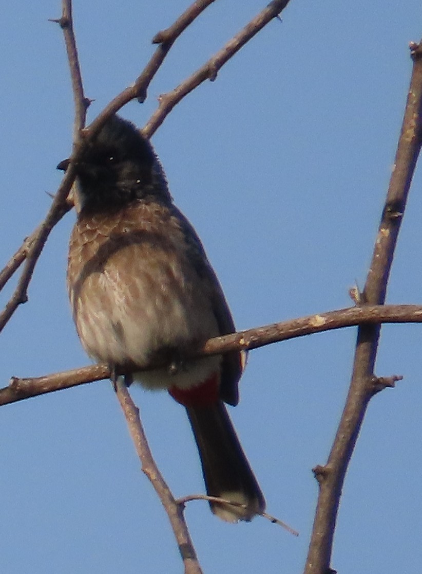 Bulbul ipurgorria - ML630833172