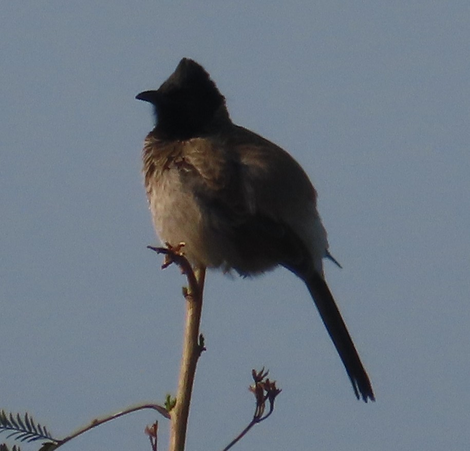 Bulbul ipurgorria - ML630833173