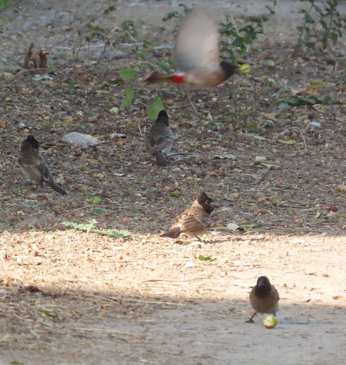 Bulbul ipurgorria - ML630833174
