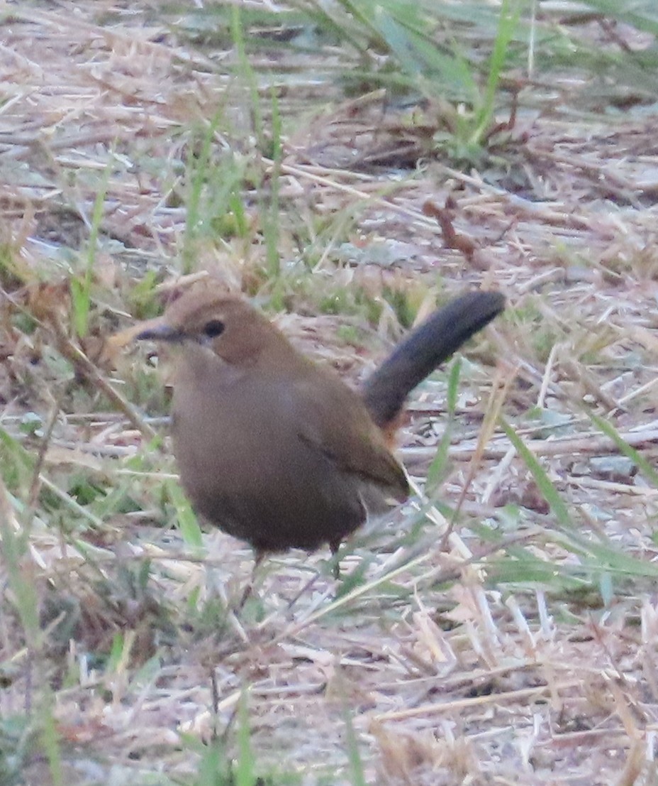 Indian Robin - ML630833178