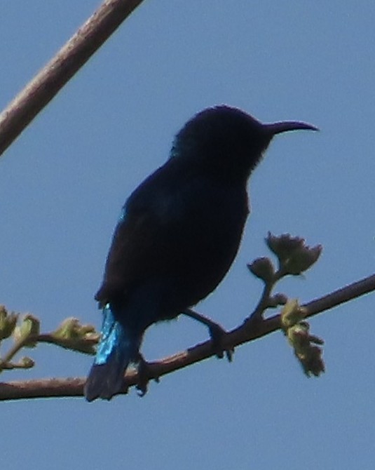 Purple Sunbird - ML630833199