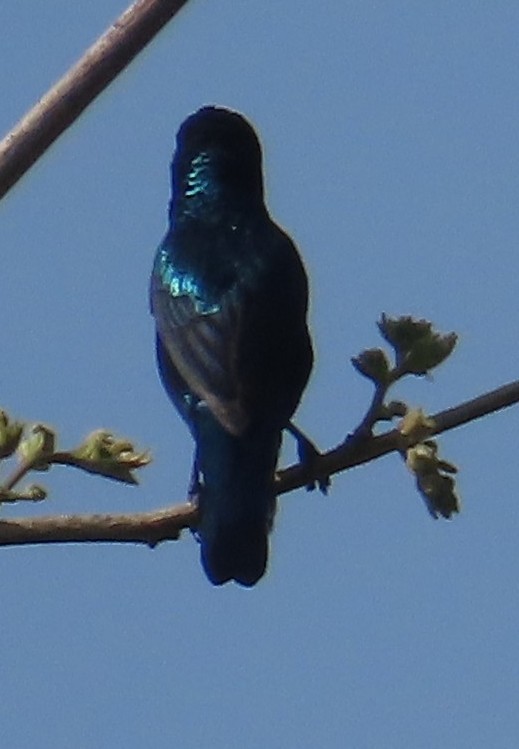 Purple Sunbird - ML630833200
