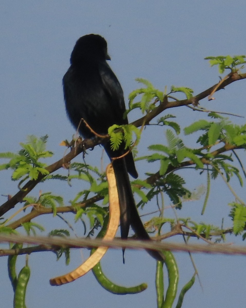 Black Drongo - ML630833220