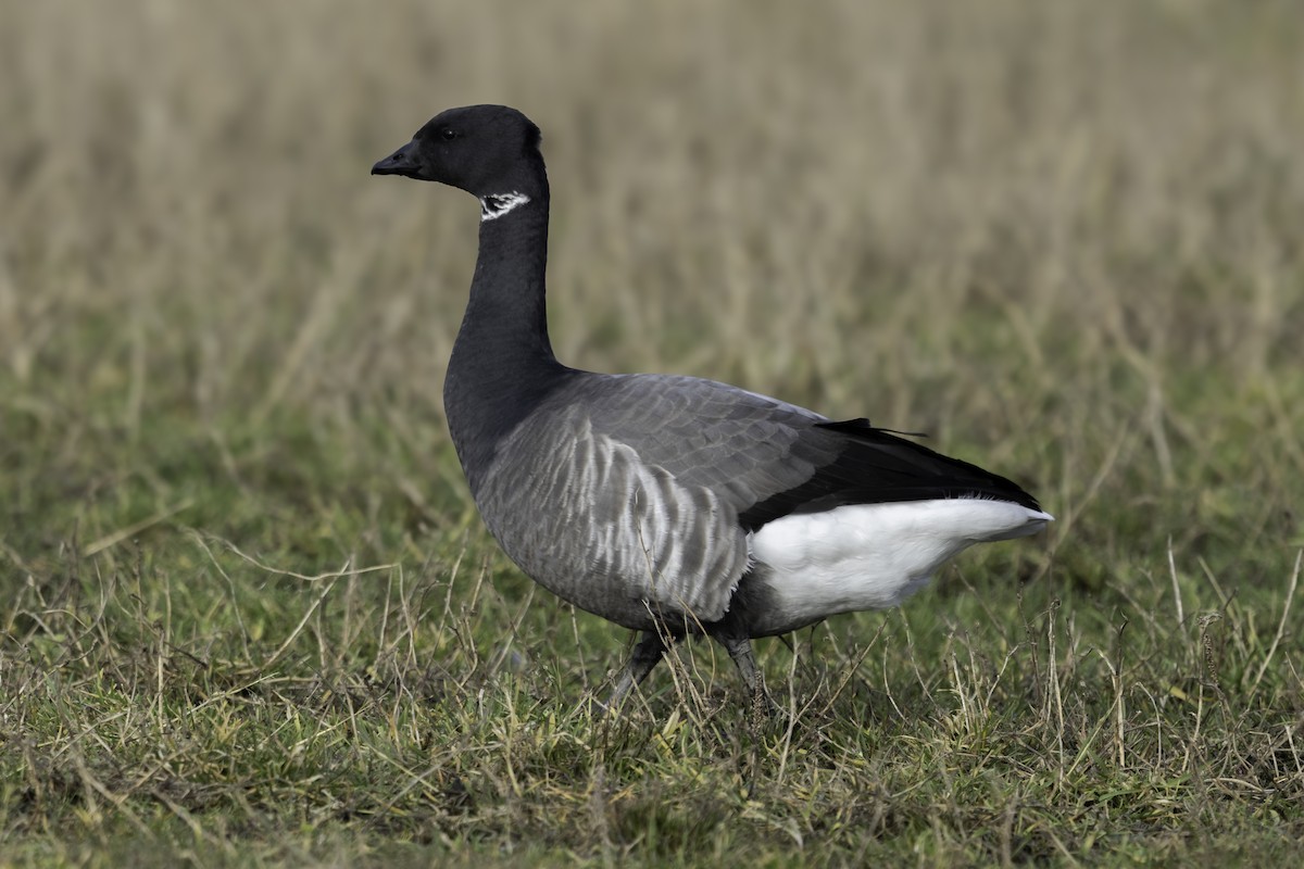 Brant (Dark-bellied) - ML630833222