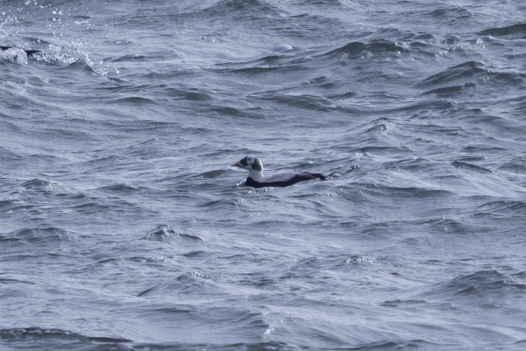 Spectacled Eider - ML630833269