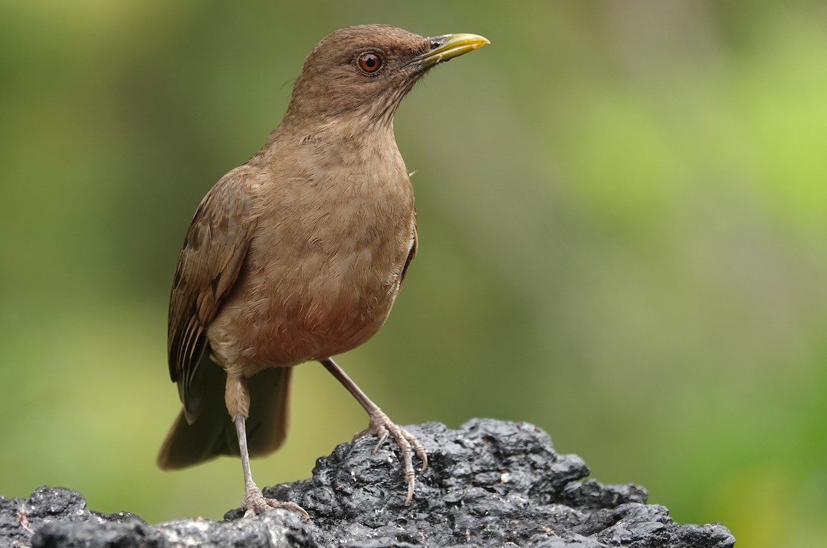 Clay-colored Thrush - ML630833287