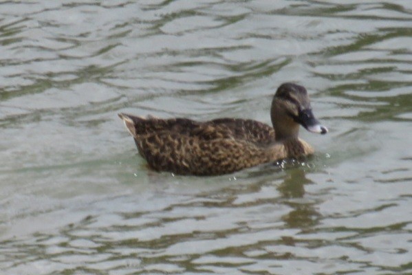 Stockente - ML630833432