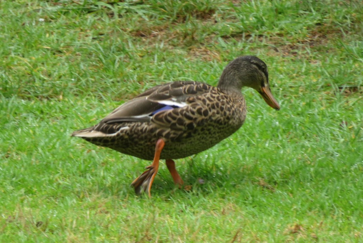 Stockente - ML630833433
