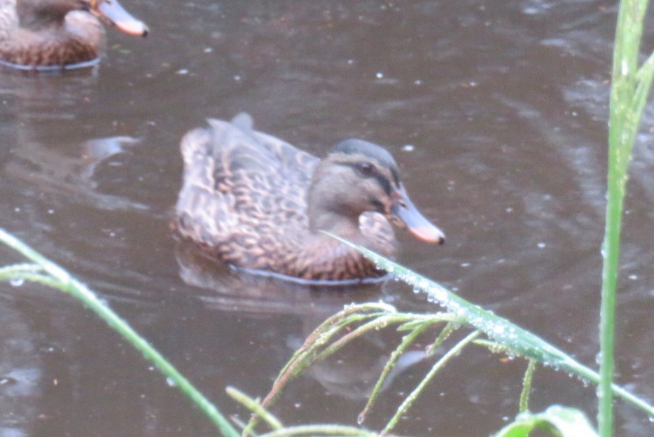 Stockente - ML630833434