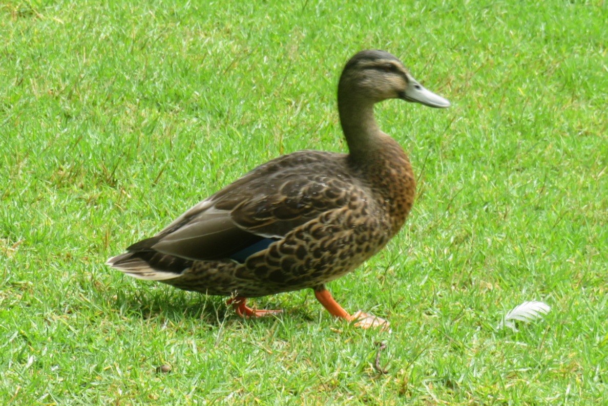Stockente - ML630833435