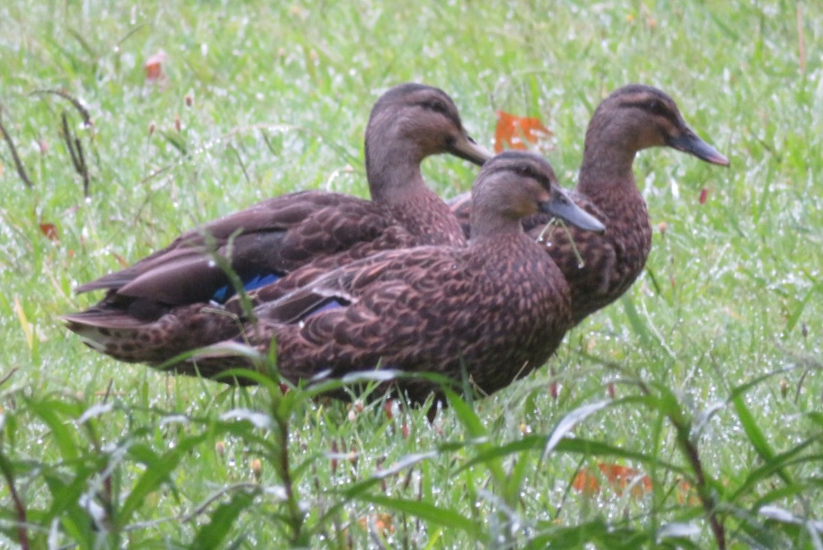 Stockente - ML630833436