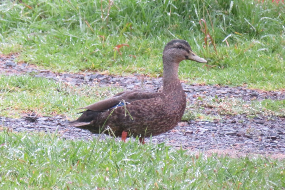 Stockente - ML630833437