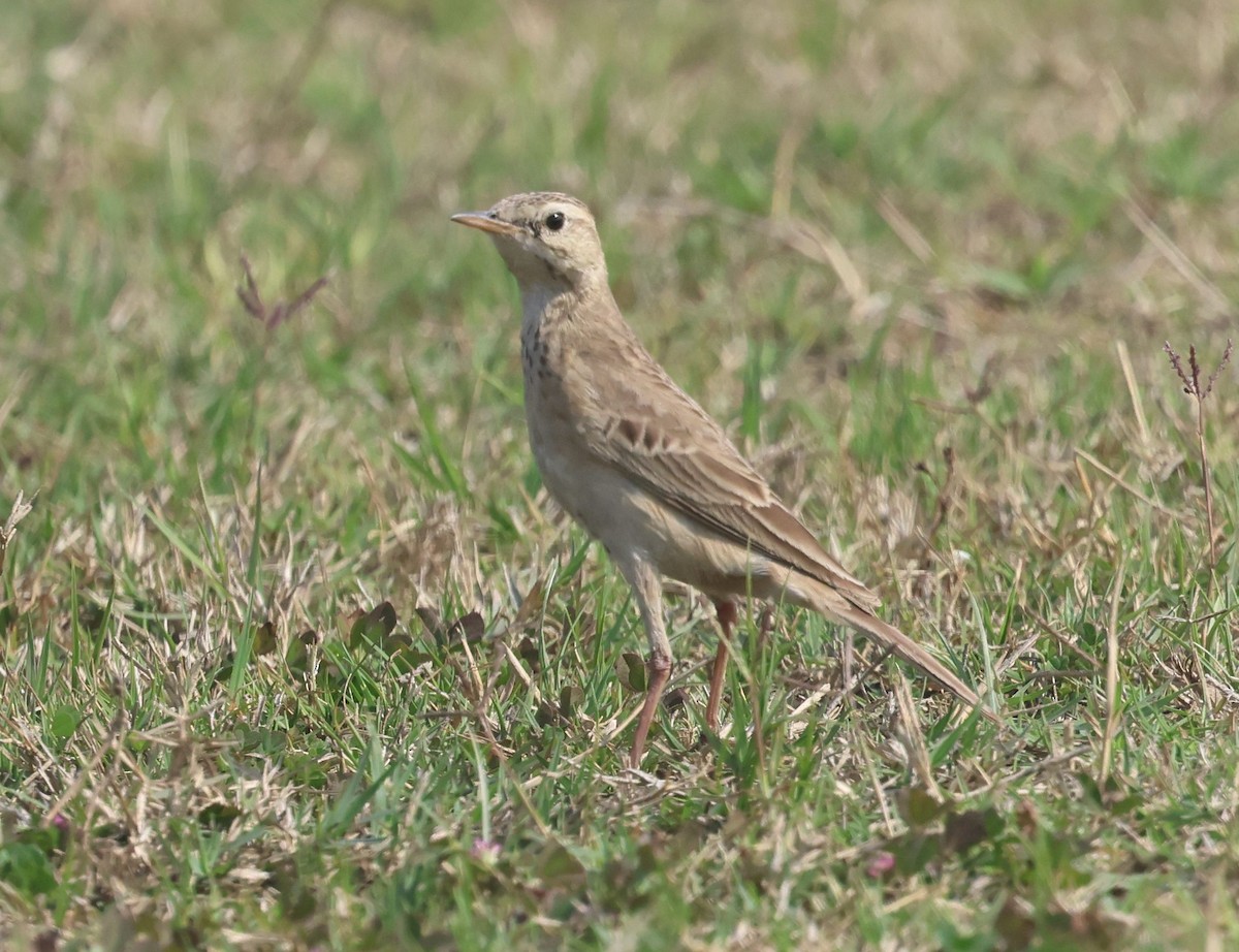 Paddyfield Pipit - ML630833847