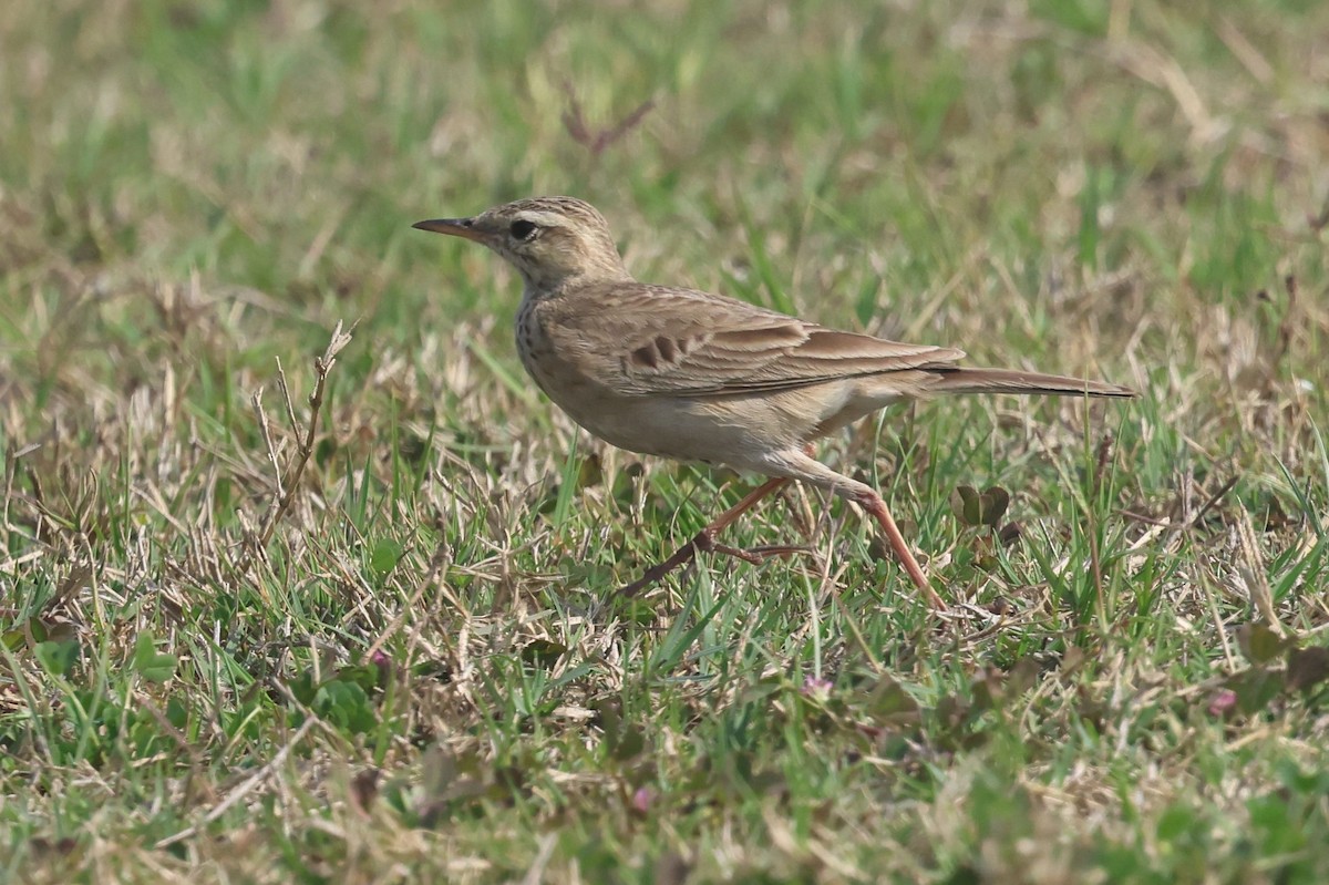Paddyfield Pipit - ML630833848