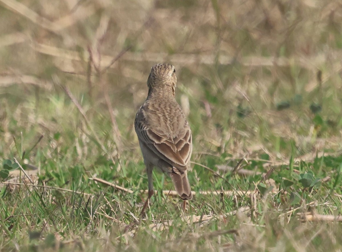 Paddyfield Pipit - ML630833849