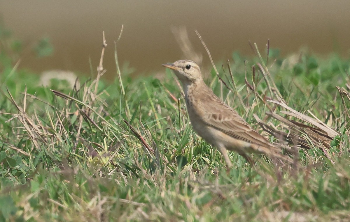 Paddyfield Pipit - ML630833850