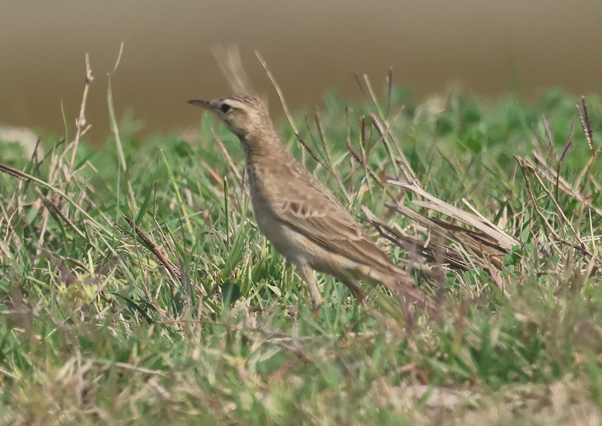 Paddyfield Pipit - ML630833851