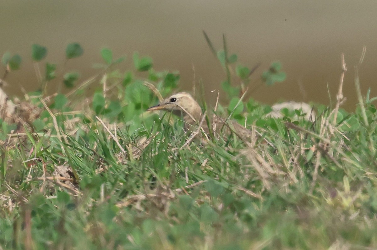 Paddyfield Pipit - ML630833853