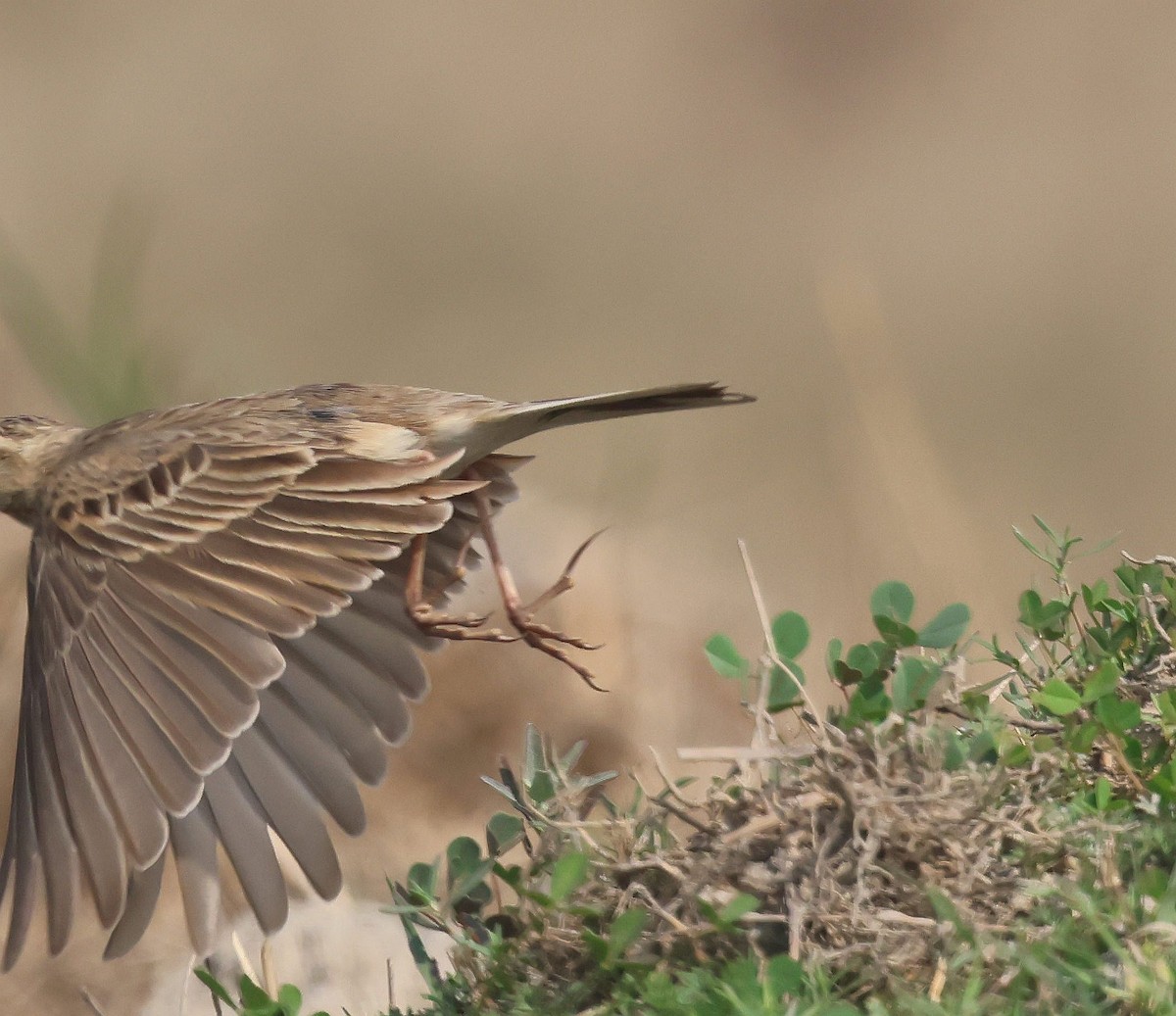 Paddyfield Pipit - ML630833854
