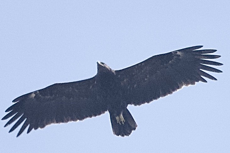 Greater Spotted Eagle - ML630834003