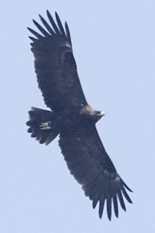 Greater Spotted Eagle - ML630834004