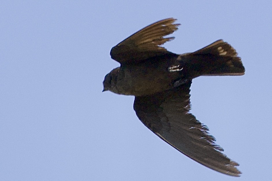 Dusky Crag-Martin - ML630834014