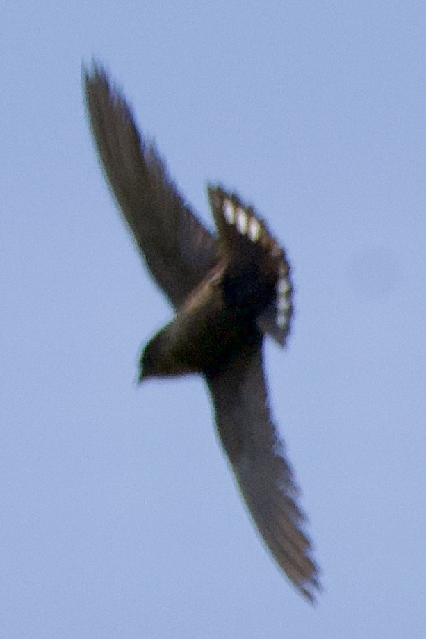 Dusky Crag-Martin - ML630834015