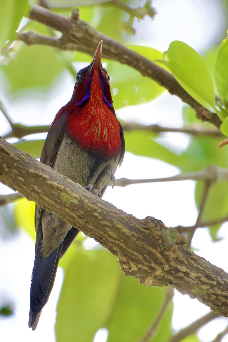 Vigors's Sunbird - ML630834016