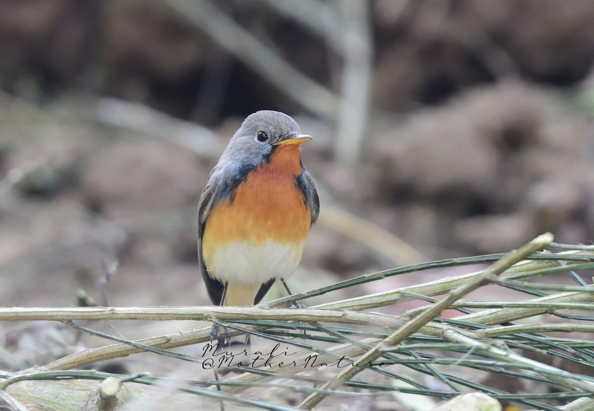 Kashmir Flycatcher - ML630834475