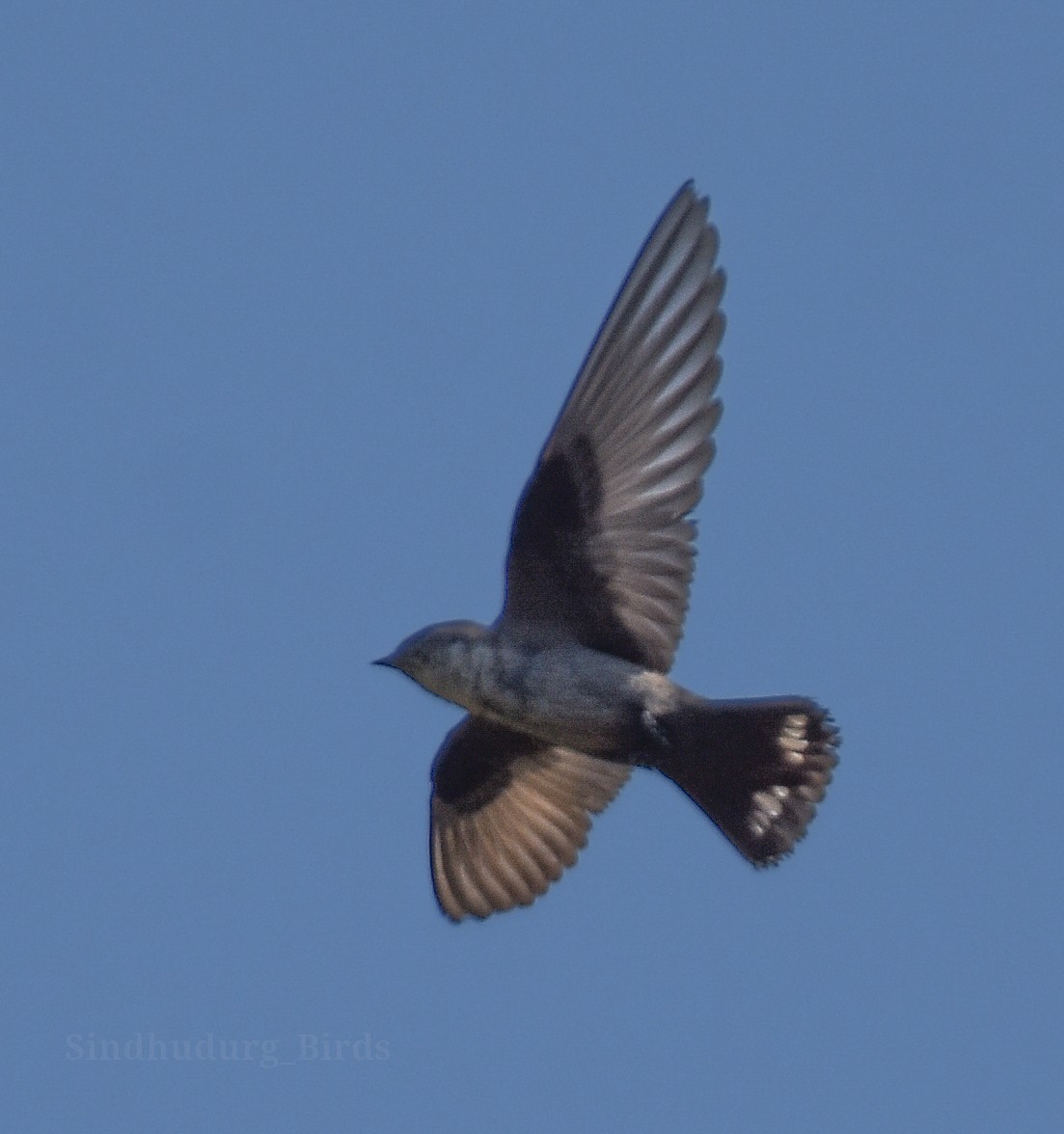 Eurasian Crag-Martin - ML630834665