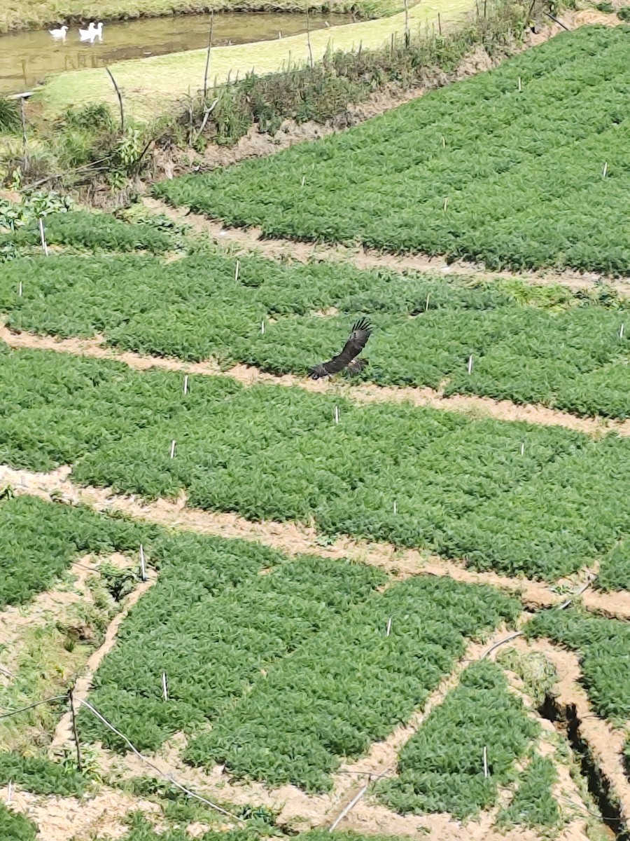 Black Eagle - ML630834678