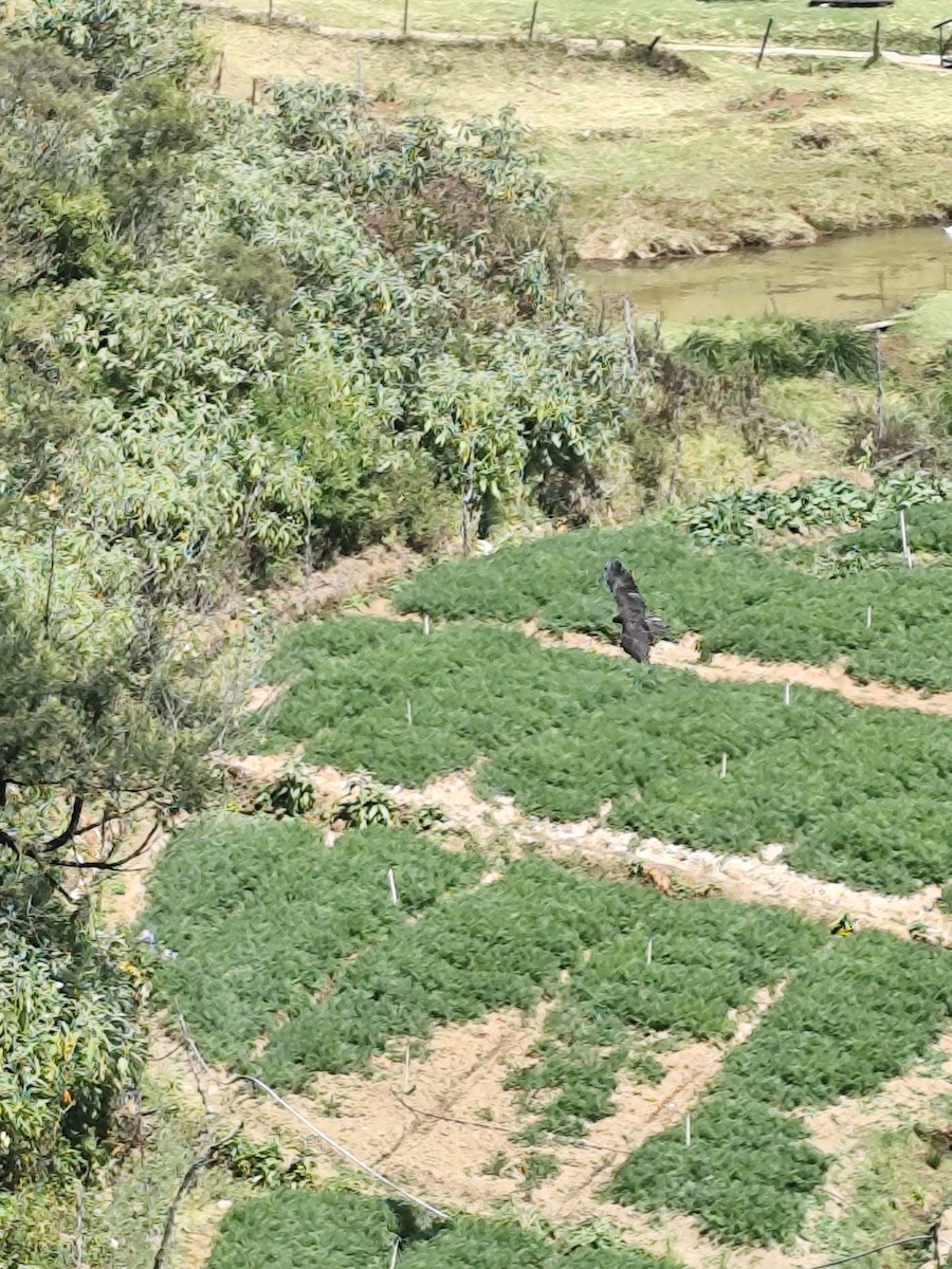 Black Eagle - ML630834681