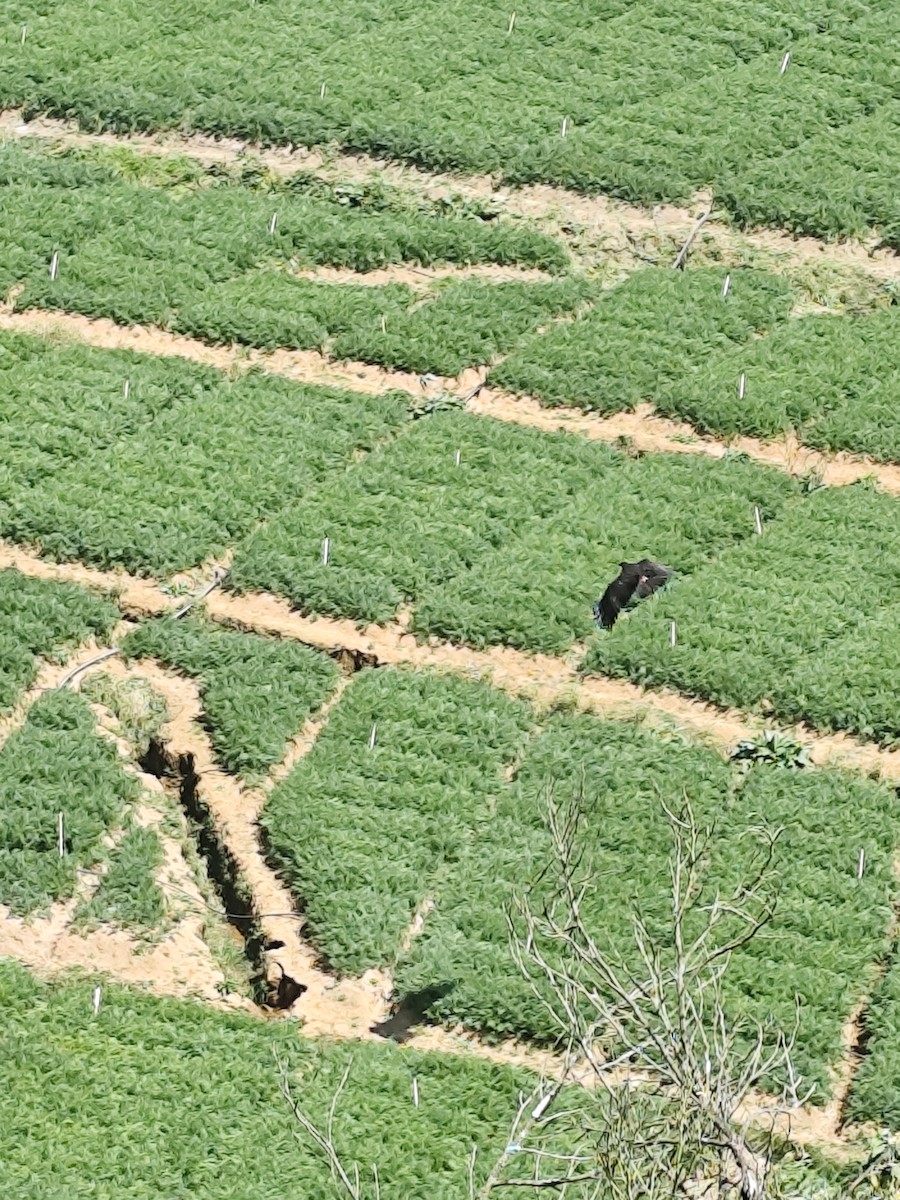 Black Eagle - ML630834683