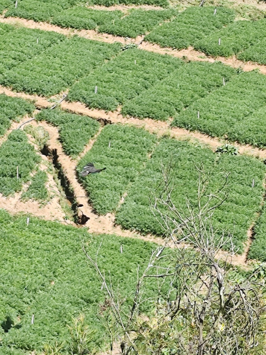 Black Eagle - ML630834684