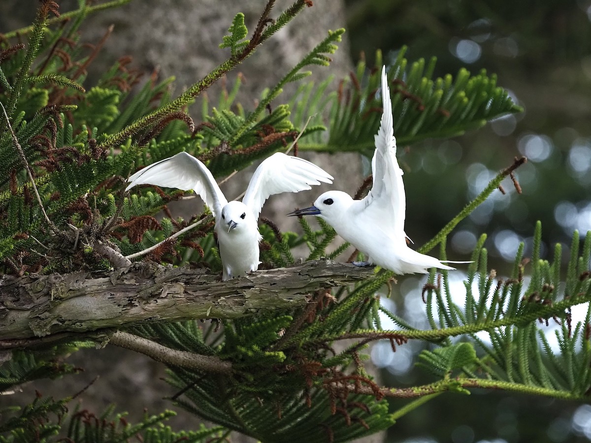 White Tern - ML630834819