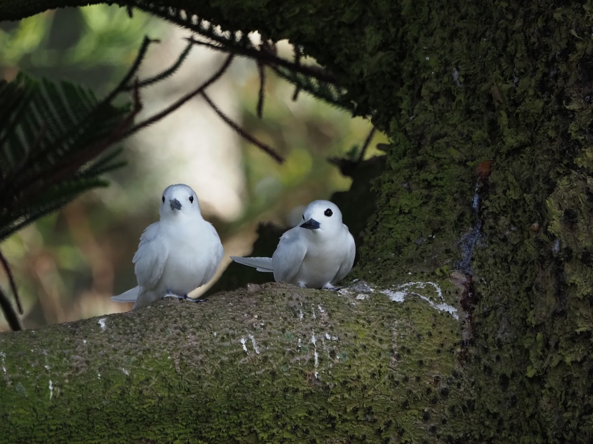 White Tern - ML630834820