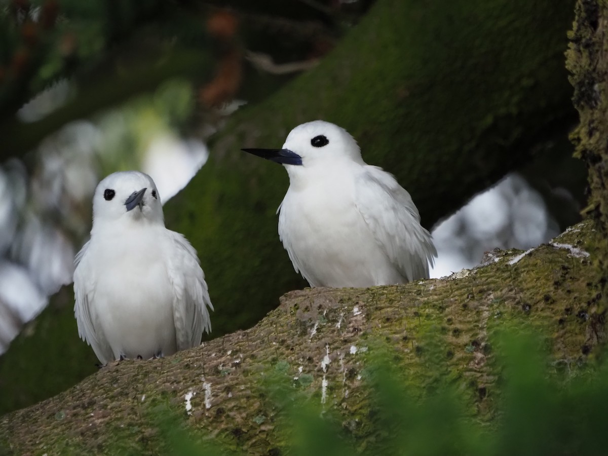 White Tern - ML630834821