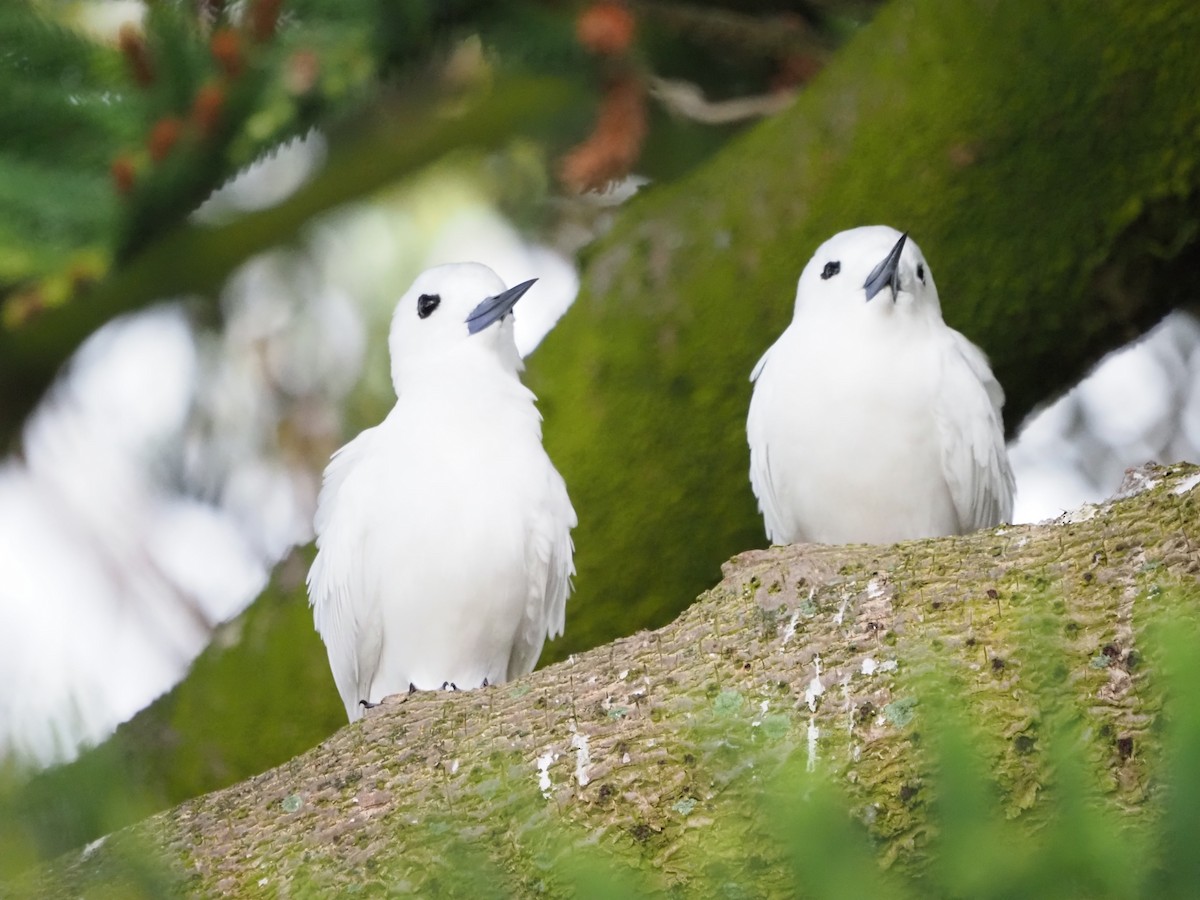 White Tern - ML630834822