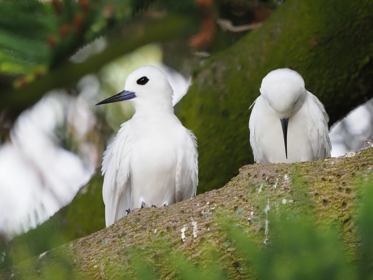 White Tern - ML630834823