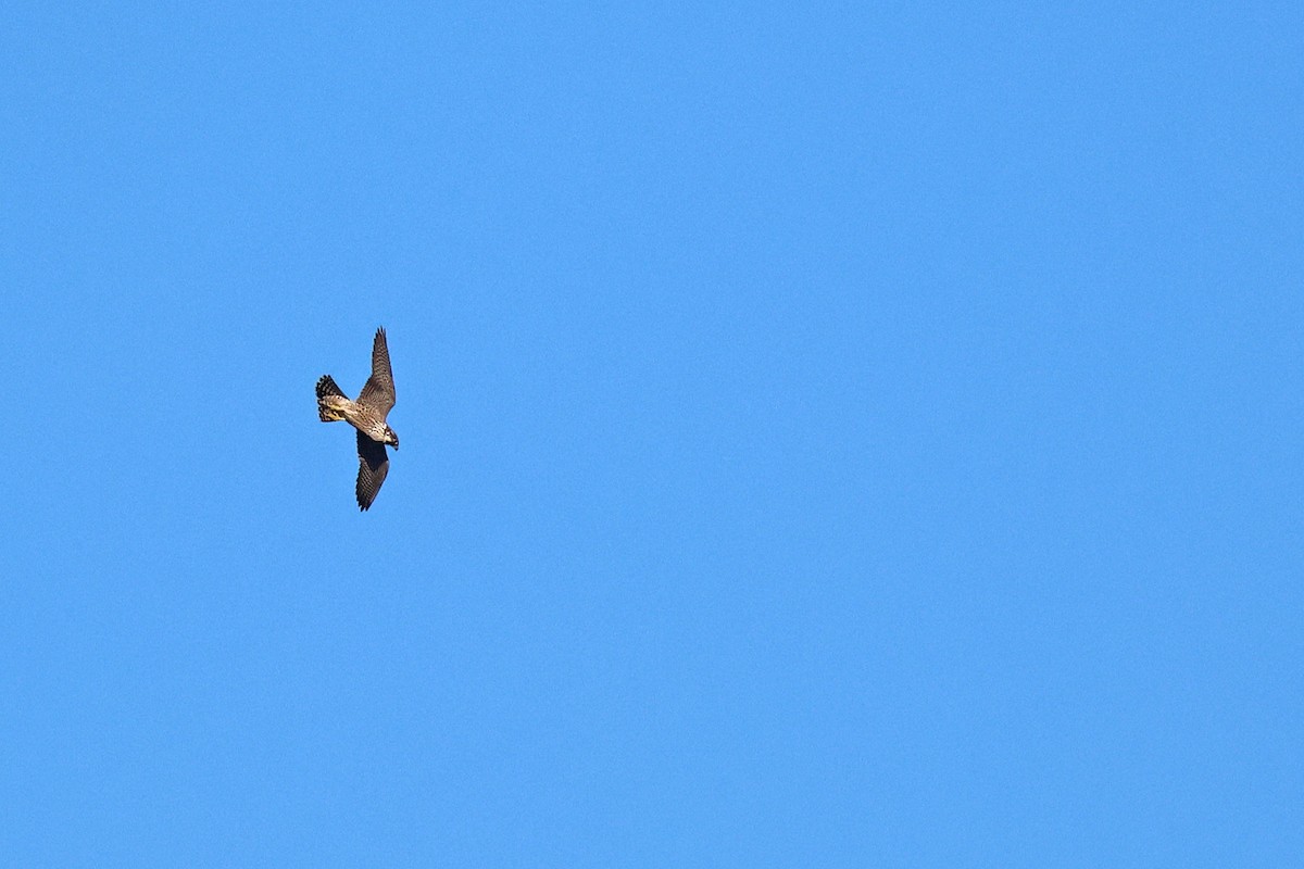 Peregrine Falcon (African) - ML630834897