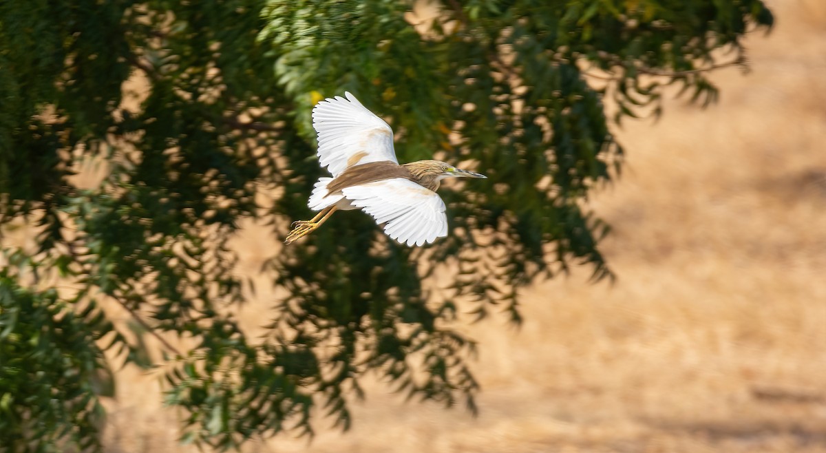 Squacco Heron - ML630834952