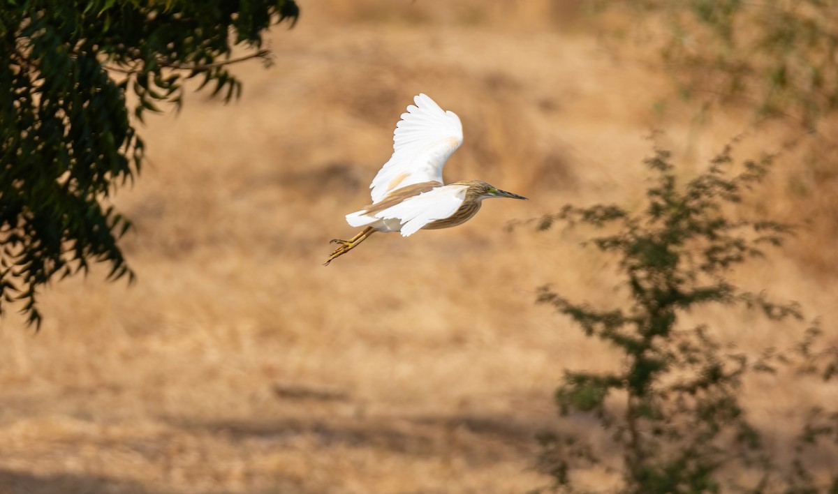 Squacco Heron - ML630834953