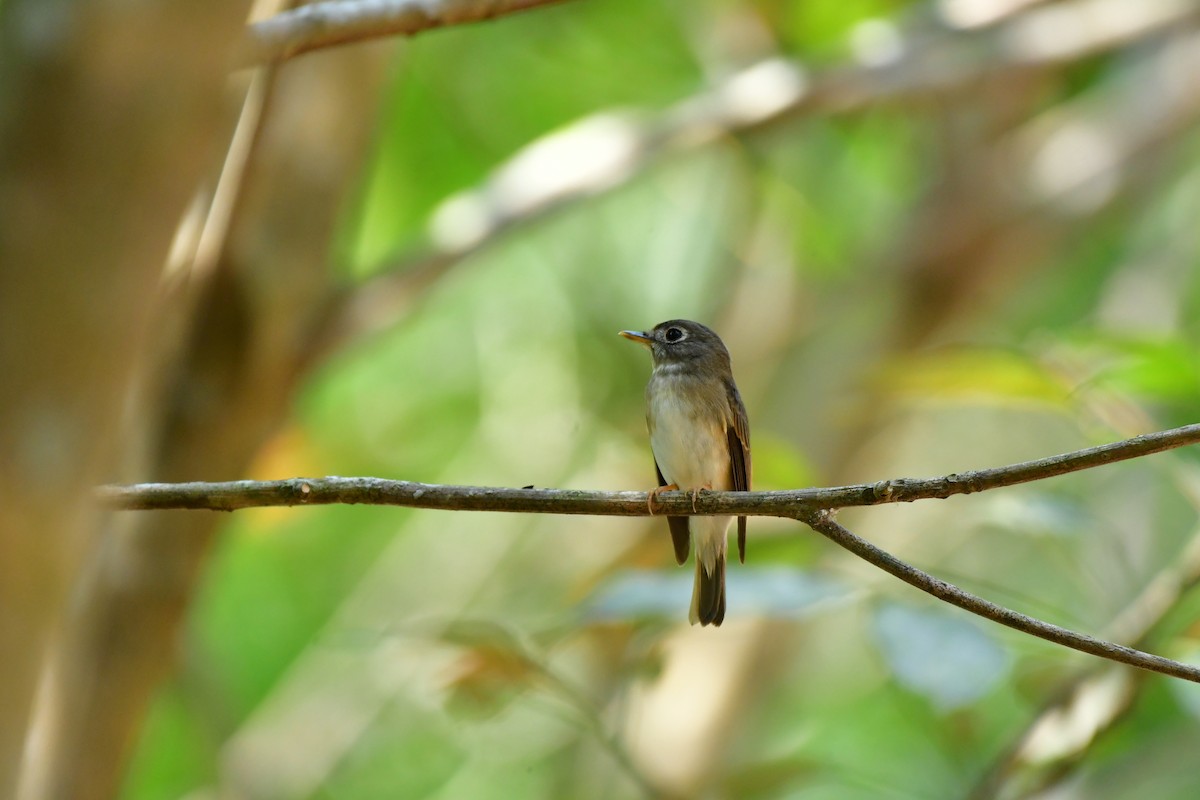 Brown-breasted Flycatcher - ML630834955